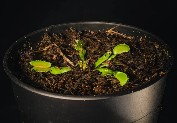 La Venus flytrap o Dionaea muscipula es una pequeña planta carnívora —  Fotos de Stock