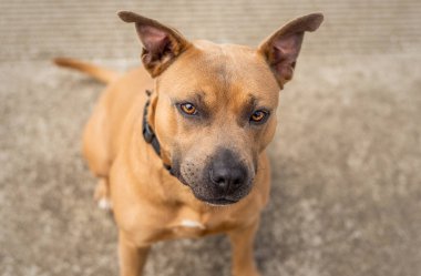 Güzel bir kahverengi ve mavi Pitbull barınak köpeği kameraya bakıyor.