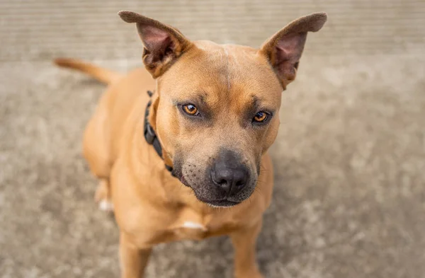 En vacker brun och blå Pit Bull skydd hund tittar på kameran — Stockfoto