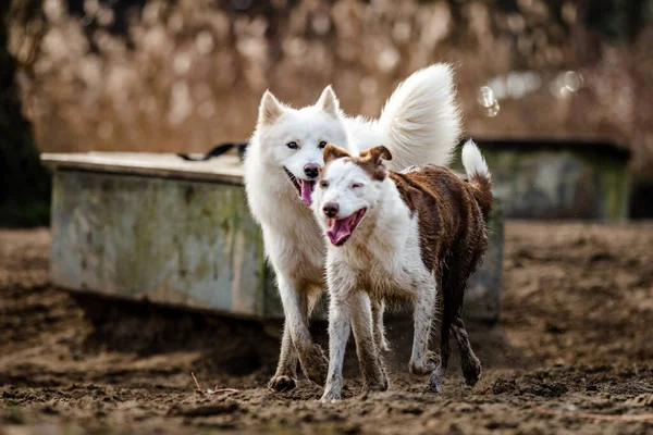 Bonito, branco fofo Samoyed cão e uma Fronteira Collie correr e jogar no parque do cão — Fotografia de Stock