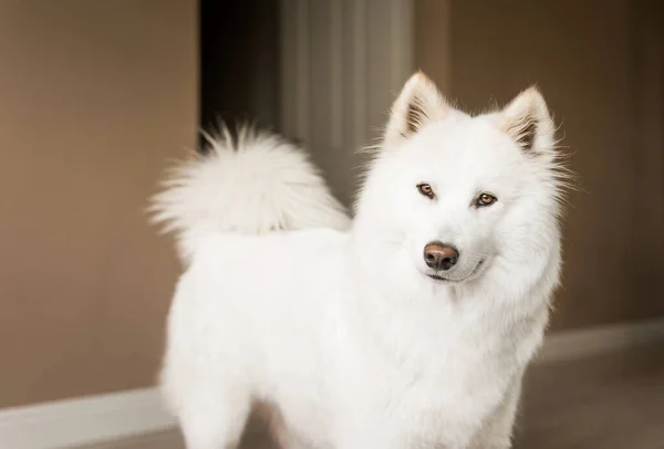 Aranyos, bolyhos fehér Samoyed kutya néz a kamerába egy furcsa kifejezés. — Stock Fotó