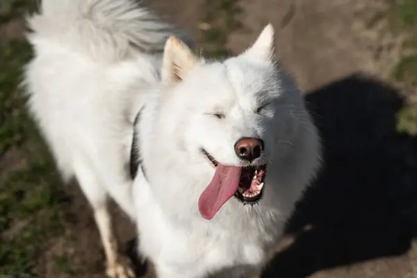 Samoyed se zavřenýma očima, otevřenými ústy a jazykem na pozadí hlíny a trávy — Stock fotografie