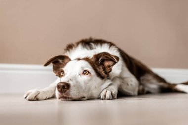 Tatlı kahverengi ve beyaz Border Collie bir evin içinde yerde yatar, kameradan yukarı ve uzağa bakar. Tembel gün, sakin köpek.