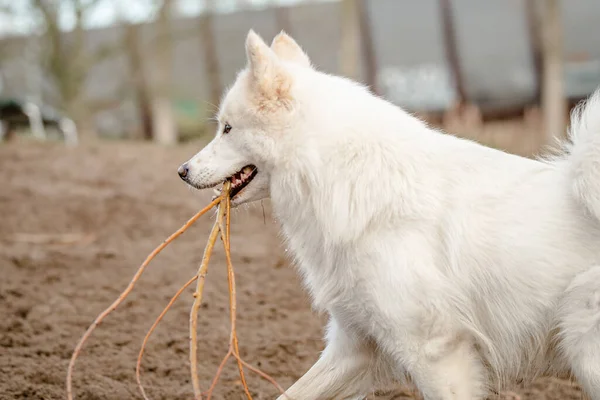 Carino, soffice bianco Samoyed cane porta un grosso bastone in bocca al parco del cane — Foto Stock