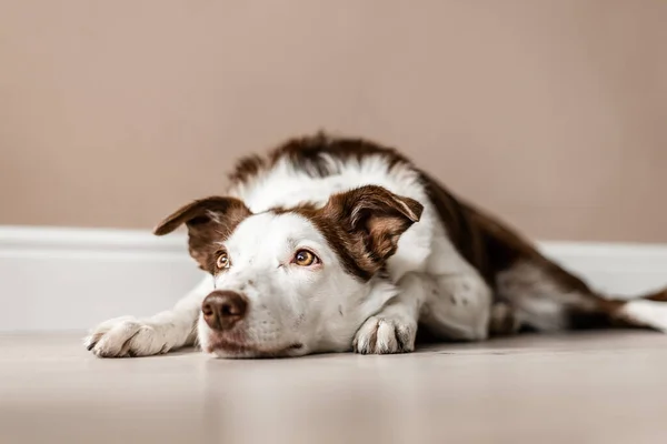 Niedlicher braun-weißer Border Collie liegt auf dem Boden in einem Haus und blickt von der Kamera weg. Fauler Tag, ruhiger Hund — Stockfoto