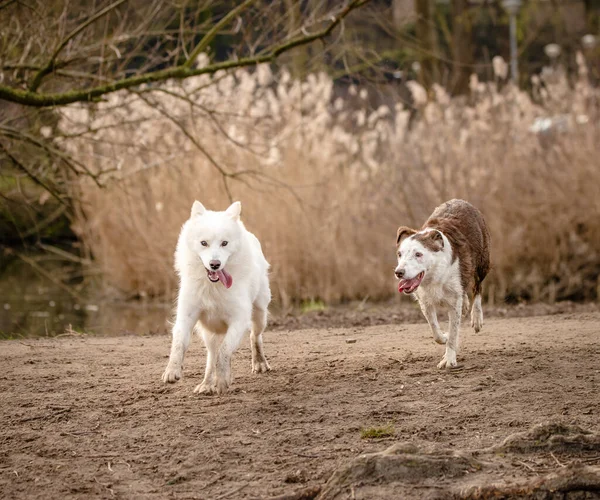 Carino, soffice bianco Samoyed cane e il suo amico Border Collie — Foto Stock