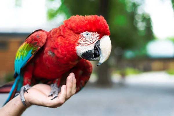 A red-and-green macaw perched on a human hand — Stock Photo, Image