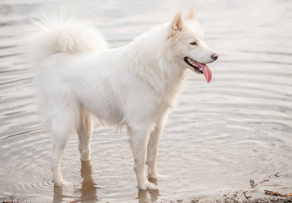 Cute, fluffy white Samoyed dog standing at the waters edge at a dog park