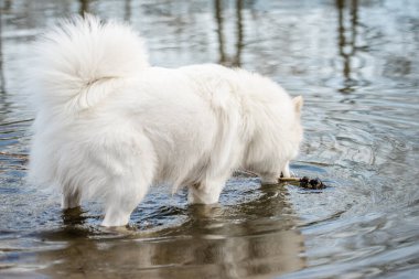 Şirin, tüylü, beyaz Samoyed köpeği köpek parkındaki havuzdan bir sopa alır.