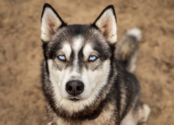 Bonito cão husky com olhos azuis brilhantes gelados olha para a câmera com um fundo de sujeira simples, minimalista e isolado . — Fotografia de Stock