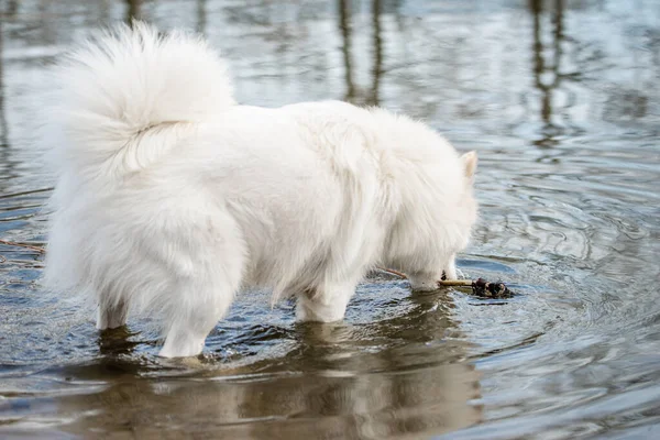 Roztomilý, chlupatý bílý Samoyed pes popadne hůl z vody v rybníku v parku psů — Stock fotografie