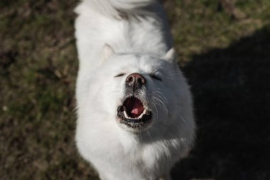 Samoyed havlıyor, kameraya uluyor toprak ve çim arka planda