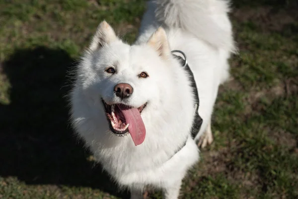 Samoyed olhando para cima com a boca aberta e língua para o lado — Fotografia de Stock