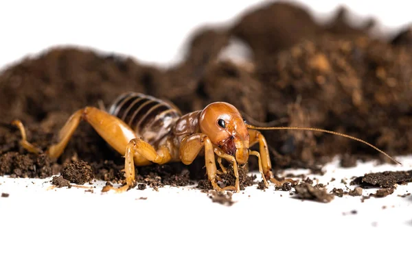 Extremo acercamiento de un grillo de Jerusalén o insecto nocturno de papa — Foto de Stock