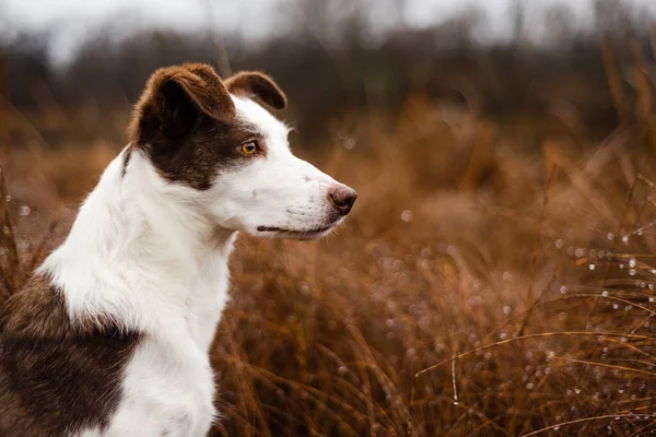 Внешний портрет чистокровного пограничного пса колли с пристальным взглядом — стоковое фото