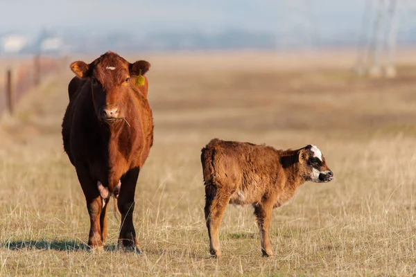 Červená kráva a tele v severní Kalifornii volný výběh dobytek pastviny — Stock fotografie
