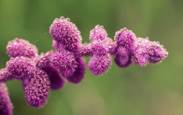 サルビア・ルカンタの紫色の花に露滴メキシコブッシュセージ — ストック写真