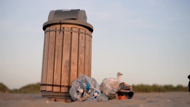 Ekologie redakční koncept racek drhnutí odpadků na pláži, Nizozemsko — Stock video