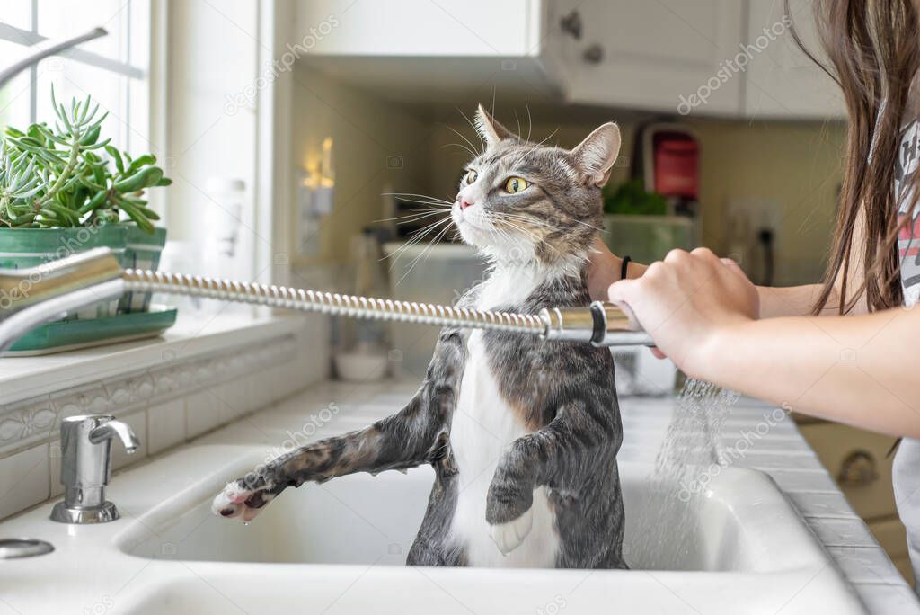 Girl washing her cat in the kitchen sink with a pull out shower faucet