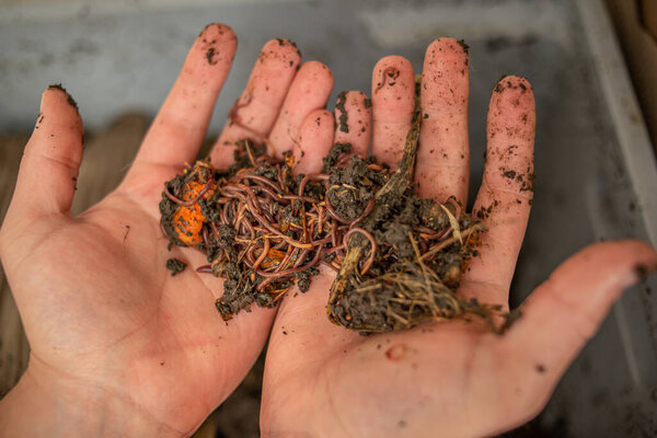 Hands show household compost worms. Responsible waste disposal concept