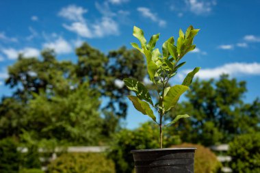 Fındık ağacı fidanı, fındık fidanı fidanı fidan fidanı fidanı fidanlıkta.