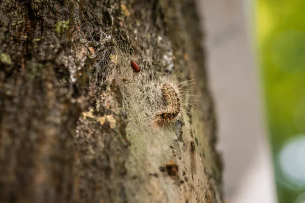 Oak processionary caterpillars are a health hazard for humans and pets — Stock Photo, Image