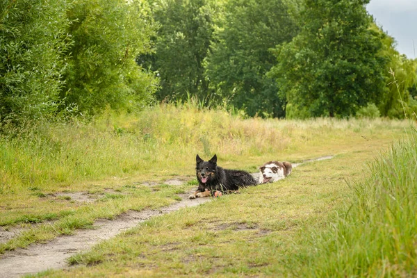 Bir çift evcil hayvan çoban köpeği parkta top oynuyor. — Stok fotoğraf