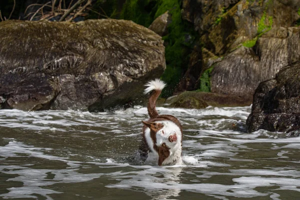 Islak sınırda sallanan çoban köpeğinin komik yüzü, Kaliforniya Okyanus Sahili. — Stok fotoğraf
