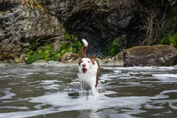 Hund skällande i vattnet vid Luffenholtz Beach, Trinidad, Kalifornien — Stockfoto