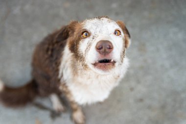 Çamurlu olduğu için azarlanan sınır köpeğinin suçlu ifadesi.
