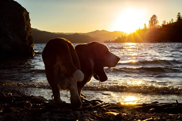 Basset Hound, Whiskey Town dinlenme alanı ile Lakeside 'ın gün batımı sahnesi — Stok fotoğraf