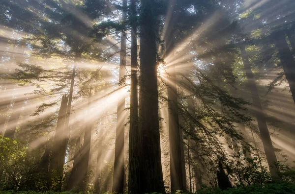 Coastal Redwood forest sunrise, Humboldt County, Northern California — Stock Photo, Image