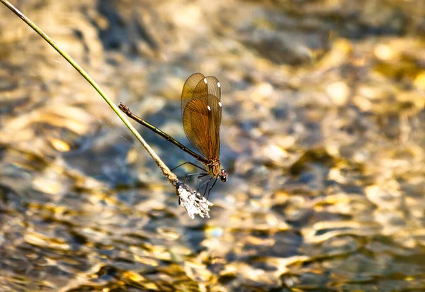 LISBOA, PORTUGAL - 15 DE FEBRERO DE 2013: Nöbetçi kulübesinde nöbet tutan Portekizli Iin Lisbon