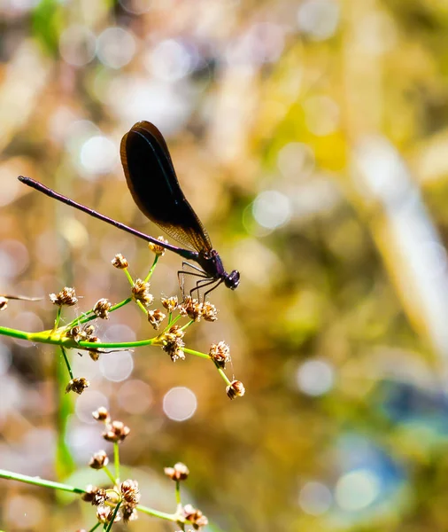 LISBOA, PORTUGAL - 15 DE FEBRERO DE 2013: Nöbetçi kulübesinde nöbet tutan Portekizli Iin Lisbon