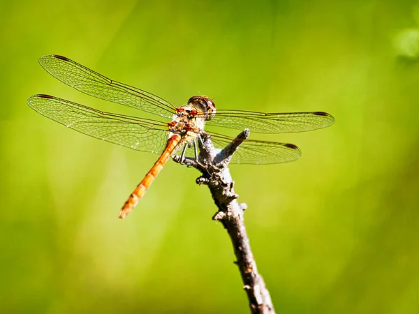 LISBOA, PORTUGAL - 15 DE FEBRERO DE 2013: Nöbetçi kulübesinde nöbet tutan Portekizli Iin Lisbon