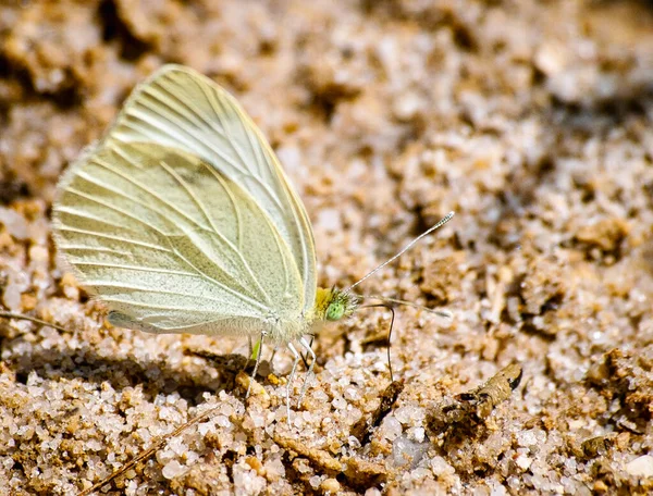LISBOA, PORTUGAL - 15 DE FEBRERO DE 2013: Nöbetçi kulübesinde nöbet tutan Portekizli Iin Lisbon