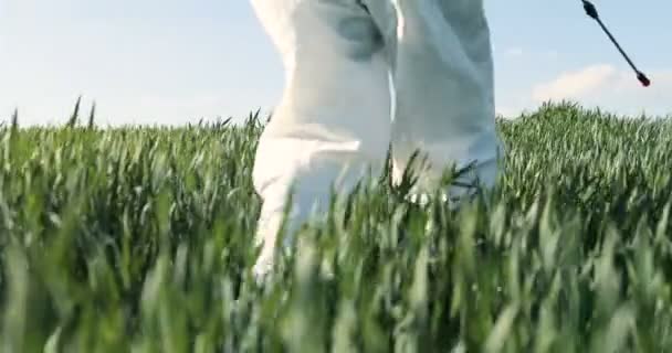 Detailní záběr muže farmáře v bílém ochranném kostýmu procházející se v zelené trávě na poli a postřik pesticidy s rozprašovačem. Člověk, který vyfumiguje sklizeň chemikáliemi. Fumigovat koncept. — Stock video