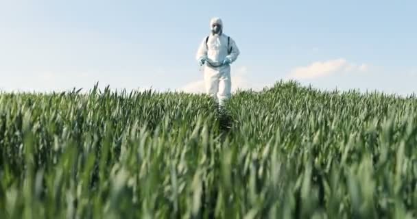 View from below on Caucasian male farmer in white protective costume, mask and goggles walking the green field and spraying pesticides with pulverizator. Man fumigating harvest with chemicals. — Stock video