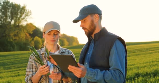 Caucasian good looking young woman and man in hats standing in field and talking about work. Male showing to female something on tablet device. Couple of farmers examining green plants of wheat. — Wideo stockowe