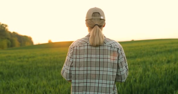 Achter de blanke mooie vrouw met hoed die over het groene veld van tarwe loopt. Achteraanzicht op jonge vrouwelijke boeren die in zijn marge wandelen. Landbouwconcept. — Stockvideo