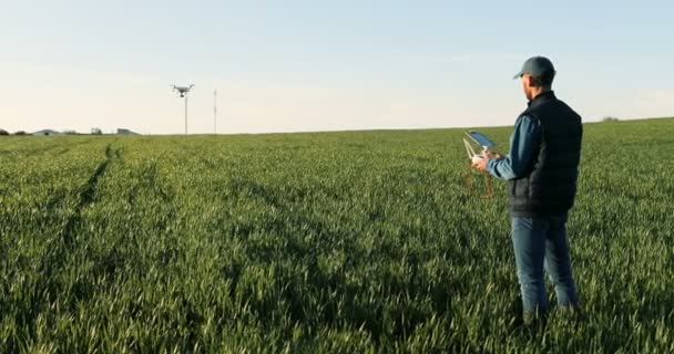 Rear of Caucasian man farmer in hat standing in green wheat field and controlling of drone which flying above margin. Back view on male using tablet device as controller. Technologies in agriculture. — Stockvideo