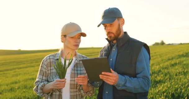 Кавказская красивая молодая женщина и мужчина в шляпах стоят в поле и говорят о сельском хозяйстве. Мужчина показывает женщине что-то на планшете. Пара фермеров . — стоковое видео
