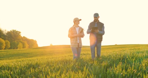 Caucasian woman and man in hats walking in field and talking about harvest. Male showing to female something on tablet device. Couple of farmers examining green plants of wheat in sunlight. — Stok Video