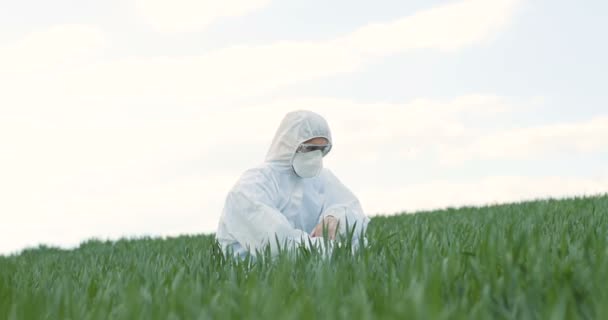Beyaz erkek çevre bilimci koruyucu kostümlü ve gözlüklü bilim adamı tarlada yürüyor ve buğday bitkisi topluyor. Erkek çiftçi hasatı inceliyor. Laboratuvar çalışanı dışarıda böcek ilaçları üzerinde çalışıyor.. — Stok video
