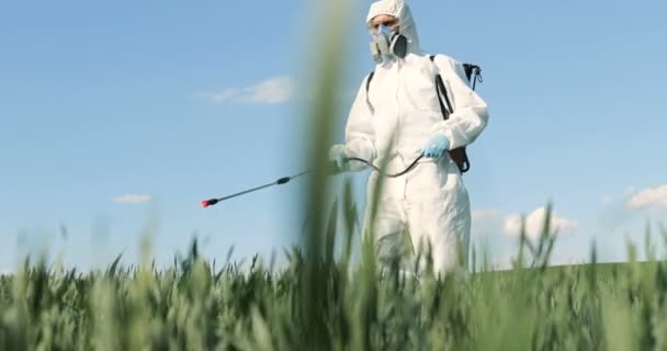 Närbild av manlig bonde i vit skyddsdräkt promenader i gröngräs i fält och besprutning bekämpningsmedel med pulverisator. Man desinficerar skörden med kemikalier. Koncept för skumbildning. — Stockvideo