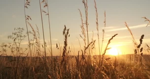 Close up of dry yellow spikes in field with sunset on background. Ears of grass in meadow with sun shining on horizon. — Stock Video