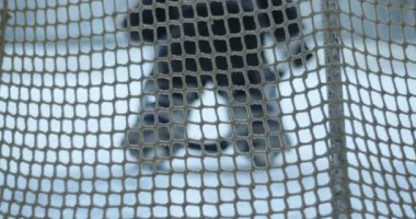 Erkek hokey kalecisi, kostüm ve kaskla kapıyı koruyor. Kalede hokey oyuncusunun arkası. Arkadan bak. Buz arenasında maç.