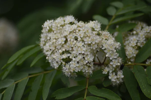 Beyaz Rowan çiçeklerinden bir dal.