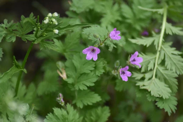 Kır çiçeği Bahçe