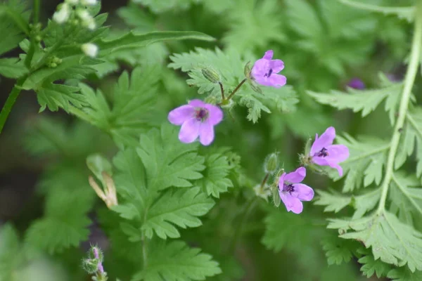 Bahçedeki pembe çiçekler